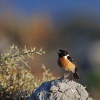 Brambornicek cernohlavy - Kreta 4924